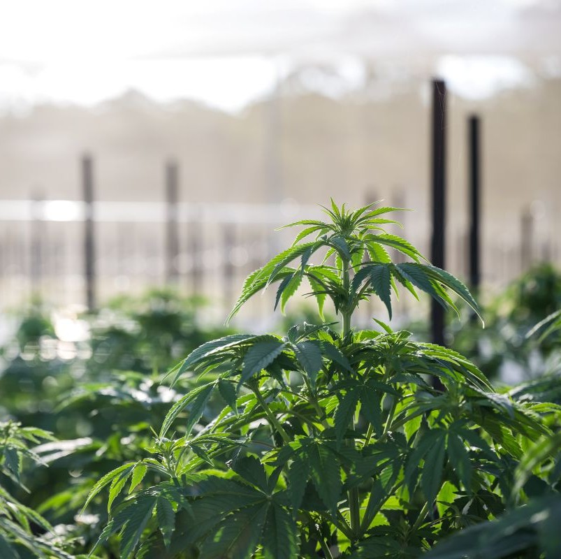 peoples plant by ausmedicann